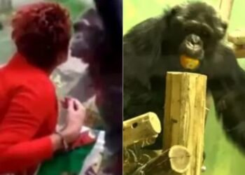 ‘ಮುತ್ತಿನ ಮತ್ತು..’ ಮಹಿಳೆ ಜೊತೆ ಚಿಂಪಾಂಜಿ ಲವ್.. ZOO ಪ್ರವೇಶಿಸದಂತೆ ಚೆಲುವೆಗೆ ನಿರ್ಬಂಧ..