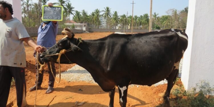 ಕಿವಿಯೋಲೆ ಇಲ್ಲದಿದ್ದರೆ ಇನ್ಶೂರೆನ್ಸ್ ಇಲ್ಲ.. ಬಮೂಲ್ ನಿರ್ಧಾರದಿಂದ ರೈತರು ಕಂಗಾಲು