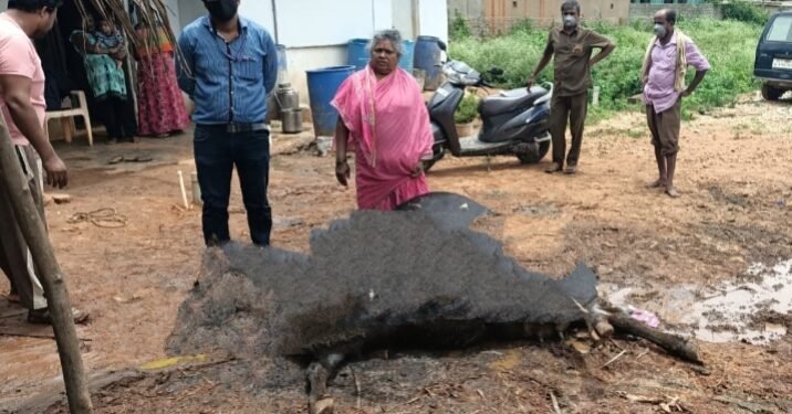 ಕಿವಿಯೋಲೆ ಇಲ್ಲದಿದ್ದರೆ ಇನ್ಶೂರೆನ್ಸ್ ಇಲ್ಲ.. ಬಮೂಲ್ ನಿರ್ಧಾರದಿಂದ ರೈತರು ಕಂಗಾಲು