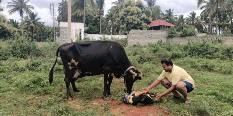 ಕಿವಿಯೋಲೆ ಇಲ್ಲದಿದ್ದರೆ ಇನ್ಶೂರೆನ್ಸ್ ಇಲ್ಲ.. ಬಮೂಲ್ ನಿರ್ಧಾರದಿಂದ ರೈತರು ಕಂಗಾಲು