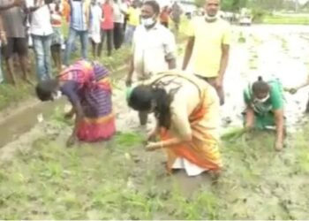 ಮಾತಿನಲ್ಲಷ್ಟೇ ಅಲ್ಲ, ಕೃತಿಯಲ್ಲೂ ಶೋಭೆ; ಗದ್ದೆಗಿಳಿದು ನಾಟಿ ಮಾಡಿದ ಸಚಿವೆ