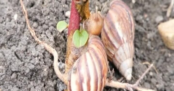 ಶಂಖ ಹುಳುಗಳ ಹಾವಳಿ.‌. ರೈತರ ಪರದಾಟ..