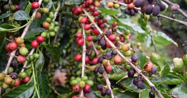 ಕಾಫಿ ಬೆಳೆಗಾರರಿಗೆ ಗುಡ್ ನ್ಯೂಸ್.. ಸಾಲದ ಬಡ್ಡಿ ಮನ್ನಾಗೆ ಕೇಂದ್ರದ ಚಿಂತನೆ..