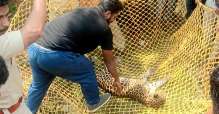 ಇರುವೈಲು ಬಳಿ ಉರುಳಿಗೆ ಸಿಲುಕಿದ ಚಿರತೆಯ ರಕ್ಷಣೆ