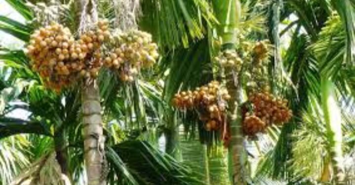 ಕಾರ್ಬನ್ ಫೈಬರ್ ದೋಟಿ ಆವಿಷ್ಕಾರ, ಅಡಕೆ ಬೆಳೆಗಾರರಿಗೆ ವರದಾನ