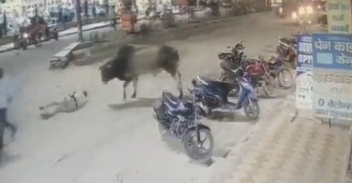 VIDEO: ಪೊಲೀಸ್ ಮೇಲೆ ಗೂಳಿ ದಾಳಿ.. ವೀಡಿಯೋ ವೈರಲ್