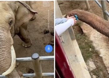 ಮಗುವಿನ ಚಪ್ಪಲಿಯನ್ನು ಸೊಂಡಿಲಿನಲ್ಲಿ ಎತ್ತಿ ಕೊಟ್ಟ ಆನೆ.. VIDEO ವೈರಲ್