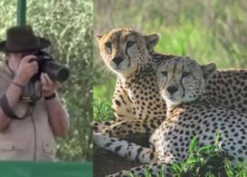 VIDEO: ‘ಚೀತಾ ಯೋಜನೆ’ಗೆ ಮೋದಿ ಚಾಲನೆ