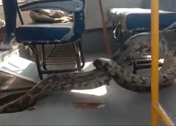 VIDEO: ಶಾಲಾ ಬಸ್‌ನಲ್ಲಿ ಹೆಬ್ಬಾವು.. ಅದನ್ನು ಹಿಡಿದ ಕಾರ್ಯಾಚರಣೆಯೇ ರೋಮಾಂಚನ