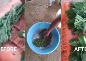 ಸೊಪ್ಪು ತರಕಾರಿ ಖರೀದಿಗೆ ಮುನ್ನ ಎಚ್ಚರ.‌. ❗ ರಾಸಾಯನಿಕ ಹೇಗೆ ಬೆರೆಸುತ್ತಾರೆ ಗೊತ್ತಾ❓ಇಲ್ಲಿದೆ ವೀಡಿಯೋ..