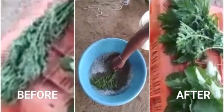 ಸೊಪ್ಪು ತರಕಾರಿ ಖರೀದಿಗೆ ಮುನ್ನ ಎಚ್ಚರ.‌. ❗ ರಾಸಾಯನಿಕ ಹೇಗೆ ಬೆರೆಸುತ್ತಾರೆ ಗೊತ್ತಾ❓ಇಲ್ಲಿದೆ ವೀಡಿಯೋ..