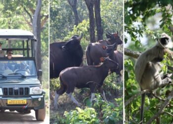 ತೆರೆದ ಜೀಪ್‌ನಲ್ಲಿ ಸಫಾರಿ.. ಅಪರೂಪದ ಫೊಟೋ ಹಂಚಿಕೊಂಡ ಮೋದಿ..