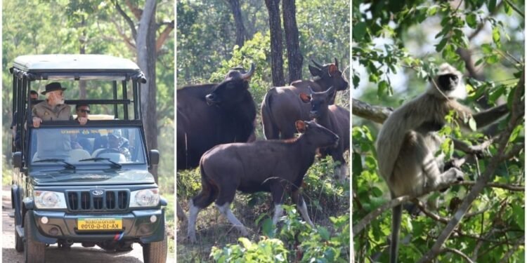 ತೆರೆದ ಜೀಪ್‌ನಲ್ಲಿ ಸಫಾರಿ.. ಅಪರೂಪದ ಫೊಟೋ ಹಂಚಿಕೊಂಡ ಮೋದಿ..