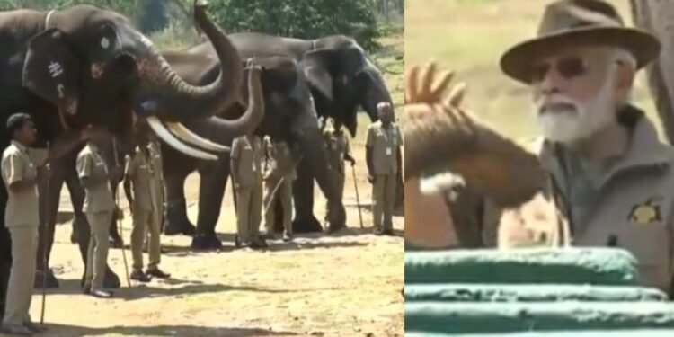 ಆನೆಗಳಿಗೆ ಕಬ್ಬು-ಬೆಲ್ಲ ತಿನ್ನಿಸಿದ ಮೋದಿ.. ವೀಡಿಯೋ ವೈರಲ್