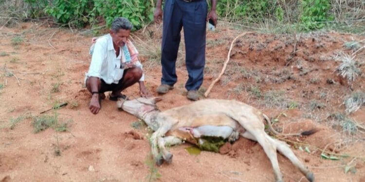 ದೊಡ್ಡಬಳ್ಳಾಪುರದಲ್ಲಿ ಚಿರತೆಗಳ ಹಾವಳಿ; ಜನರಲ್ಲಿ ಆತಂಕ