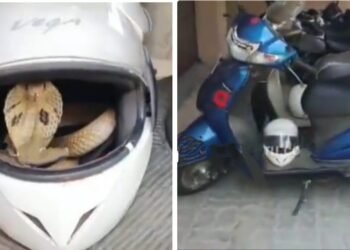 ‘ಹೆಲ್ಮೆಟ್’ ಬಗ್ಗೆ ಇರಲಿ ಎಚ್ಚರ.. ಹಾವು ತಂದೊಡ್ಡಿದ ಆತಂಕ