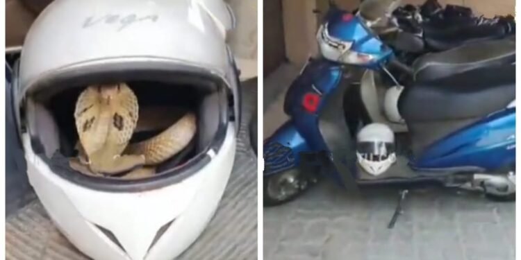 ‘ಹೆಲ್ಮೆಟ್’ ಬಗ್ಗೆ ಇರಲಿ ಎಚ್ಚರ.. ಹಾವು ತಂದೊಡ್ಡಿದ ಆತಂಕ