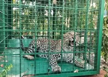 ಆಪರೇಷನ್ ಸಕ್ಸಸ್..! ಕೊನೆಗೂ ಬೋನಿಗೆ ಬಿದ್ದ ಚಿರತೆ