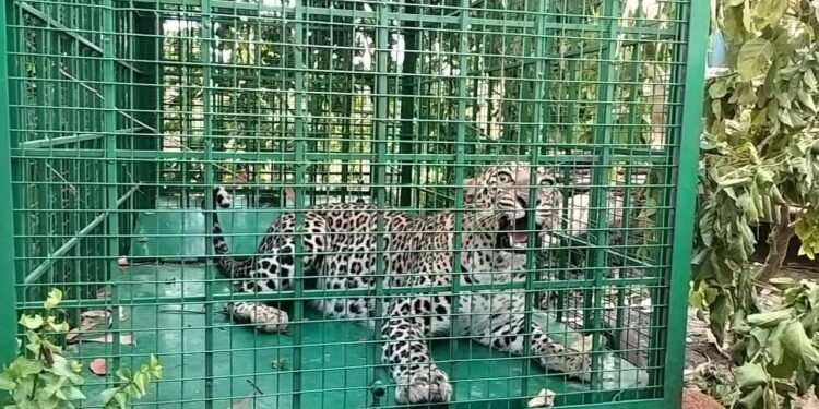 ಆಪರೇಷನ್ ಸಕ್ಸಸ್..! ಕೊನೆಗೂ ಬೋನಿಗೆ ಬಿದ್ದ ಚಿರತೆ