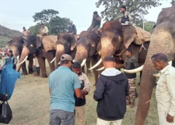ಚಾಮರಾಜನಗರ: ಯಶಸ್ವೀ ಕಾರ್ಯಾಚರಣೆ; ನರಹಂತಕ ಕಾಡಾನೆ ಸೆರೆ