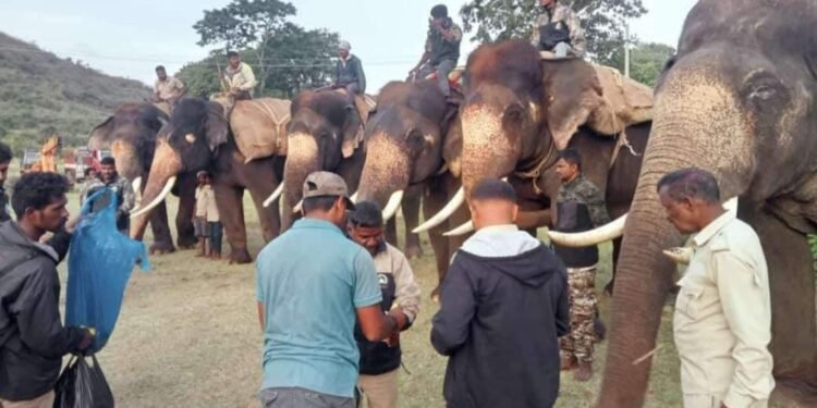 ಚಾಮರಾಜನಗರ: ಯಶಸ್ವೀ ಕಾರ್ಯಾಚರಣೆ; ನರಹಂತಕ ಕಾಡಾನೆ ಸೆರೆ