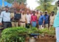 ಹನೂರು ಪೊಲೀಸರ ಕಾರ್ಯಾಚರಣೆ; ಮನೆ ಹಿತ್ತಲಲ್ಲಿ ಗಾಂಜಾ ಬೆಳೆದಿದ್ದ ಖದೀಮನ ಸೆರೆ