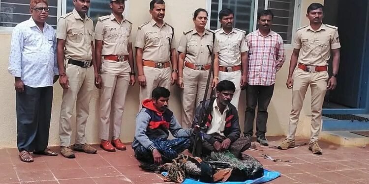 ರಾಷ್ಟ್ರಪಕ್ಷಿ ನವಿಲು ಬೇಟೆ; ಪೊಲೀಸ್ ಕಾರ್ಯಾಚರಣೆಯಲ್ಲಿ ಇಬ್ಬರ ಸೆರೆ