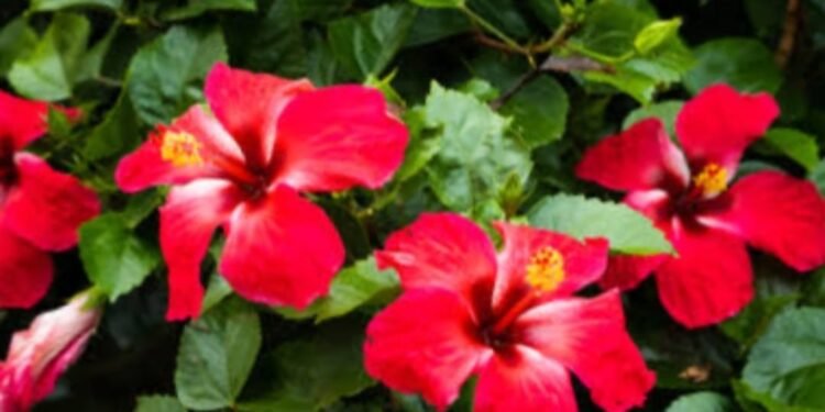 ರಕ್ತದೊತ್ತಡ..? ದಾಸವಾಳ ಹೂವಿನಲ್ಲಿ ಅಡಗಿದೆ ಮದ್ದು