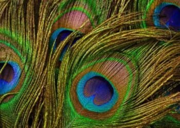 ನವಿಲು ಗರಿ ಬಳಸುವ ಮೌಲ್ವಿಗಳ ವಿರುದ್ದವೂ ಕ್ರಮ ಕೈಗೊಳ್ಳಿ; ಬಿಜೆಪಿ ಶಾಸಕರ ಆಗ್ರಹ