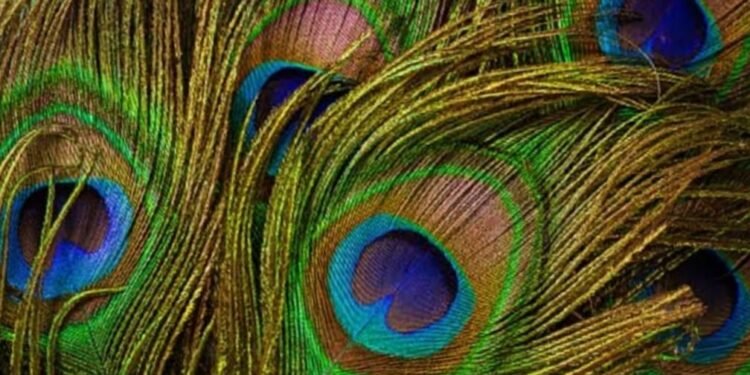 ನವಿಲು ಗರಿ ಬಳಸುವ ಮೌಲ್ವಿಗಳ ವಿರುದ್ದವೂ ಕ್ರಮ ಕೈಗೊಳ್ಳಿ; ಬಿಜೆಪಿ ಶಾಸಕರ ಆಗ್ರಹ