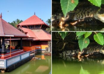 ತುಳುನಾಡಿನ ‘ಸರೋವರ ಕ್ಷೇತ್ರ’ದಲ್ಲಿ ಮತ್ತೊಂದು ಪವಾಡ..! ಅನಂತಪುರ ಕ್ಷೇತ್ರದಲ್ಲಿ ಹೊಸ ಮೊಸಳೆ ಪ್ರತ್ಯಕ್ಷ