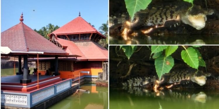 ತುಳುನಾಡಿನ ‘ಸರೋವರ ಕ್ಷೇತ್ರ’ದಲ್ಲಿ ಮತ್ತೊಂದು ಪವಾಡ..! ಅನಂತಪುರ ಕ್ಷೇತ್ರದಲ್ಲಿ ಹೊಸ ಮೊಸಳೆ ಪ್ರತ್ಯಕ್ಷ