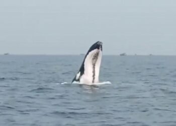 ಮುರುಡೇಶ್ವರ ಸುತ್ತಮುತ್ತ ಸಮುದ್ರದಲ್ಲಿ ತಿಮಿಂಗಿಲಗಳ ಹಾವಳಿ