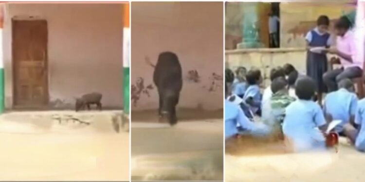 ಶಾಲೆಯ ಒಳಗೆ ಹಂದಿಗಳು ಬಿಂದಾಸ್‌! ಹೊರಗೆ ಮಕ್ಕಳ ಓದಿನ ಸರ್ಕಸ್..! ರಾಜ್ಯದಲ್ಲಿ ‘ಹಂದಿಗಳ ಫೈವ್‌ ಸ್ಟಾರ್‌ ಸರ್ಕಾರಿ ಶಾಲೆ’