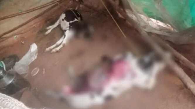 ದೊಡ್ಡಬಳ್ಳಾಪುರ: ಎರಡು ಹಸು ಬಲಿ ಪಡೆದ ಚಿರತೆ