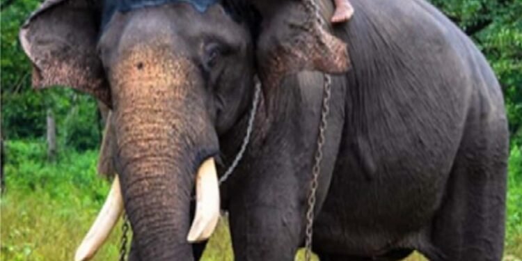 ಮೈಸೂರು ದಸಾರದಲ್ಲಿ ಭಾಗಿಯಾಗಿದ್ದ ಅಶ್ವತ್ಥಾಮ ಆನೆ ವಿಧಿವಶ