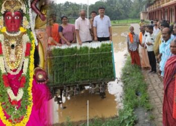 ಪೊಳಲಿ ಚೆಂಡಿನ ಗದ್ದೆಯಲ್ಲಿ ‘ಭದ್ರತಳಿ ನಾಟಿ ವೈಭವ’; ತುಳುನಾಡಿನ ಜನಪದ ಸಂಪ್ರದಾಯಕ್ಕೆ ಯಾಂತ್ರಿಕ ಸ್ಪರ್ಶ