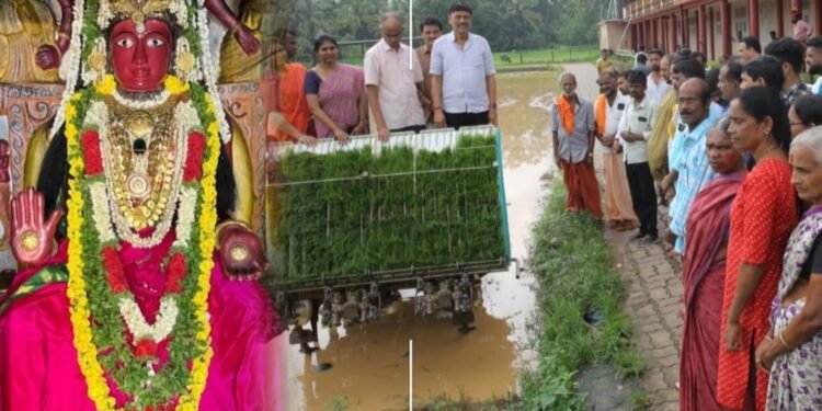 ಪೊಳಲಿ ಚೆಂಡಿನ ಗದ್ದೆಯಲ್ಲಿ ‘ಭದ್ರತಳಿ ನಾಟಿ ವೈಭವ’; ತುಳುನಾಡಿನ ಜನಪದ ಸಂಪ್ರದಾಯಕ್ಕೆ ಯಾಂತ್ರಿಕ ಸ್ಪರ್ಶ