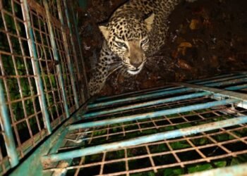 ದೊಡ್ಡಬಳ್ಳಾಪುರ: ಹುಲುಕುಡಿ ಬೆಟ್ಟದ ತಪ್ಪಲಲ್ಲಿ ಸೆರೆಸಿಕ್ಕ ಚಿರತೆ