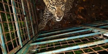 ದೊಡ್ಡಬಳ್ಳಾಪುರ: ಹುಲುಕುಡಿ ಬೆಟ್ಟದ ತಪ್ಪಲಲ್ಲಿ ಸೆರೆಸಿಕ್ಕ ಚಿರತೆ