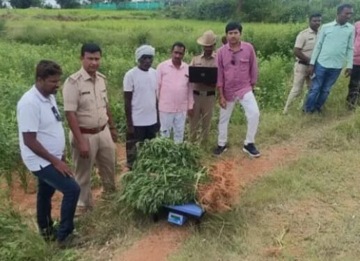 ದೊಡ್ಡಬಳ್ಳಾಪುರ; ಬೆಳೆಗಳ ಮಧ್ಯೆ ಗಾಂಜಾ ಗಿಡಗಳು..!