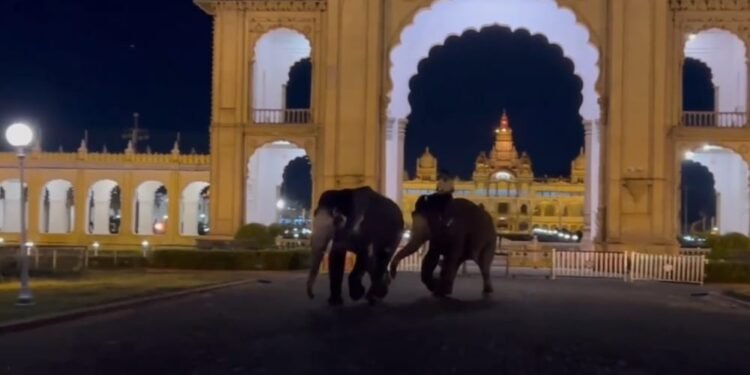 ಮೈಸೂರು ಅರಮನೆ ಆವರಣದಿಂದ ದಕ್ಕಾಪಾಲಾಗಿ ಓಡಿ ಆತಂಕ ಸೃಷ್ಟಿಸಿದ ಆನೆಗಳು