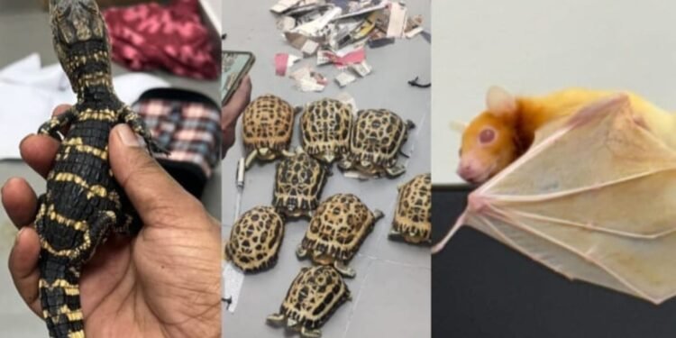 KIA: ಟ್ರ್ಯಾಲಿ ಬ್ಯಾಗ್ ಗಳಲ್ಲಿ ವನ್ಯಜೀವಿಗಳ ಕಳ್ಳಸಾಗಣೆ; ಕಸ್ಟಮ್ಸ್ ಅಧಿಕಾರಿಗಳಿಂದ 40 ವನ್ಯಜೀವಿಗಳ ರಕ್ಷಣೆ