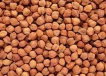 ಕರ್ನಾಟಕದಲ್ಲಿ 2024-25ರ ಹಿಂಗಾರು ಬೆಳೆ ಕಡಲೆಗೆ ಬೆಂಬಲ ಬೆಲೆ; ಕೇಂದ್ರದ ಅನುಮತಿ