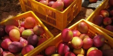 ಮಾವು ಬೆಳೆಗಾರರಿಗೆ ಬೆಲೆ ವ್ಯತ್ಯಾಸ ಪಾವತಿ: ರಾಜ್ಯದಿಂದ ₹101 ಕೋಟಿ ಬಿಡುಗಡೆ