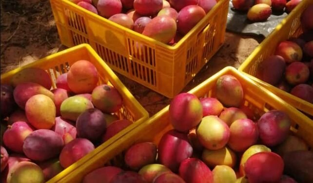 ಮಾವು ಬೆಳೆಗಾರರಿಗೆ ಬೆಲೆ ವ್ಯತ್ಯಾಸ ಪಾವತಿ: ರಾಜ್ಯದಿಂದ ₹101 ಕೋಟಿ ಬಿಡುಗಡೆ