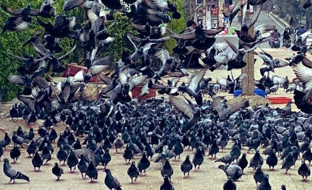 ಪಾರಿವಾಳಗಳಿಗೆ ಆಹಾರ ನೀಡಿದವರ ವಿರುದ್ಧ ಕ್ರಿಮಿನಲ್ ಕೇಸ್: ದಾಖಲಾಯಿತು ಮೊದಲ FIR