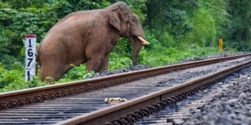 ರಾಜಧಾನಿ ಎಕ್ಸ್ಪ್ರೆಸ್ ರೈಲು ಡಿಕ್ಕಿಯಾಗಿ ಏಳು ಆನೆಗಳ ಸಾವು; ಹಳಿತಪ್ಪಿದ ಹಲವು ಬೋಗಿಗಳು