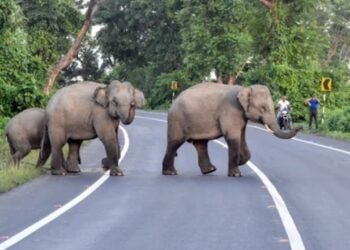 ತಮಿಳುನಾಡಿನಲ್ಲಿ ಮಾನವ–ವನ್ಯಜೀವಿ ಸಂಘರ್ಷ: 2025ರಲ್ಲಿ 43 ಸಾವು