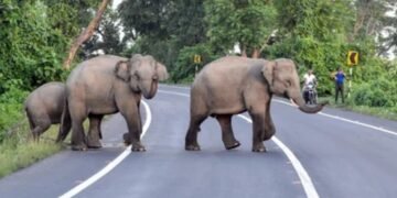 ತಮಿಳುನಾಡಿನಲ್ಲಿ ಮಾನವ–ವನ್ಯಜೀವಿ ಸಂಘರ್ಷ: 2025ರಲ್ಲಿ 43 ಸಾವು